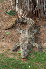 Thai freshwater crocodile