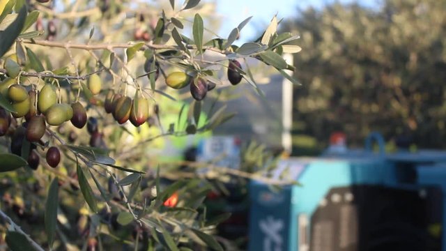 Olives m&ucirc;res pour la r&eacute;colte