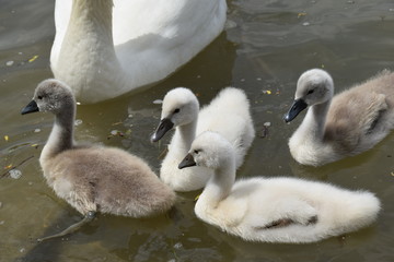 Schwan Familie 3