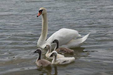 Fototapeta premium Schwan Familie