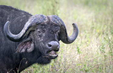 Licking buffalo in Lake Nakuru National Park