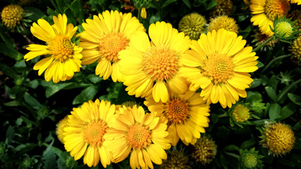 Cluster of Yellow Daisies