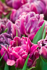Obraz na płótnie Canvas Purple double-flowering tulips.