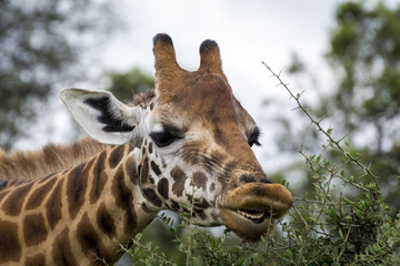 Portrait of laughing giraffe in Lake Nakuru National Park