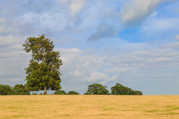 Fototapeta premium Sussex Summer Landscape