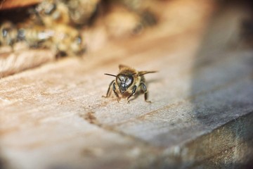 Macro shot of a honey bee sitting in the sun copyspace insects apiary nature concept.