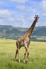 アフリカのキリン