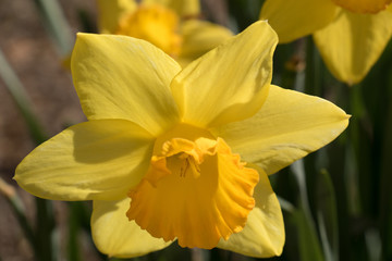 Yellow flower in Missouri