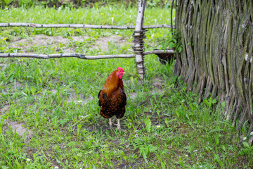 A typical life style in a classic agricultural village in Europe