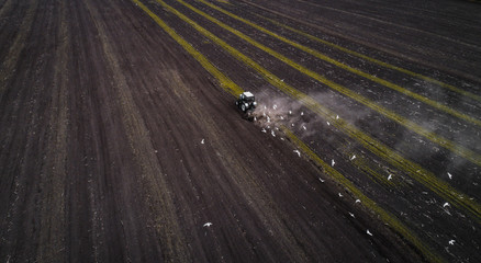 The white tractor plows the field against the backdrop of the black earth, and behind it birds fly and collect food. Aeril view. Agricultural machinery works in the field of spring planting. Plowing
