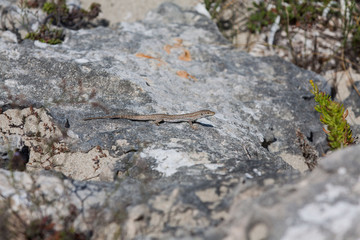 Little lizard