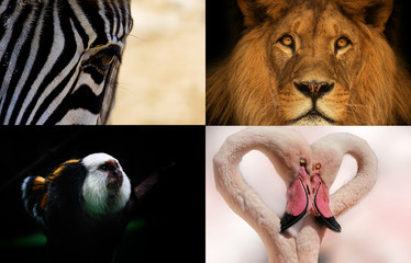 Animals
