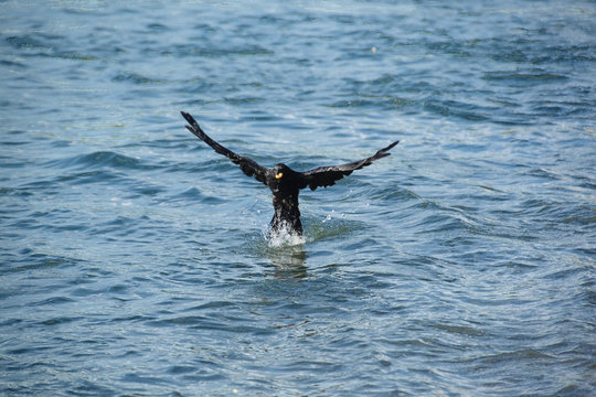 Kr&auml;he fischt