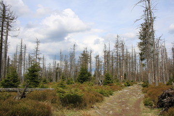 Steiniger Weg durch toten Wald