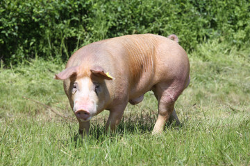Young duroc breed pig grazing on natural environment