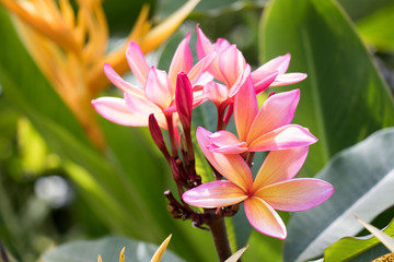 Fototapeta premium Hawaiian flowers