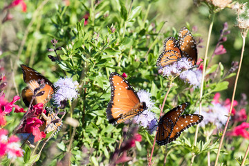 Butterflies in Bottlebrush Tree
