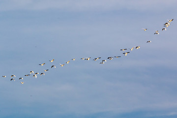 Flock of migratory birds