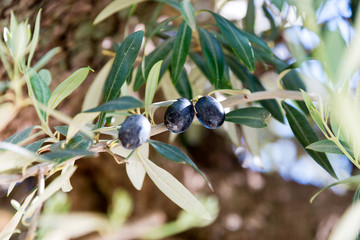 olives on tree in andalusia, spain