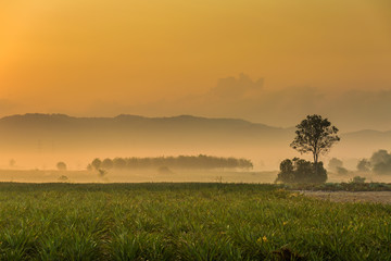 Orange color of Morning scene in country of Thailand