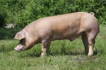 Duroc pig grazing on the meadow