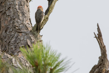 Woodpecker in tree 2