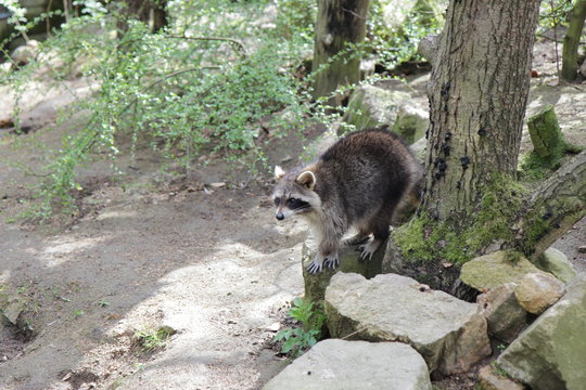 Waschb&auml;r
