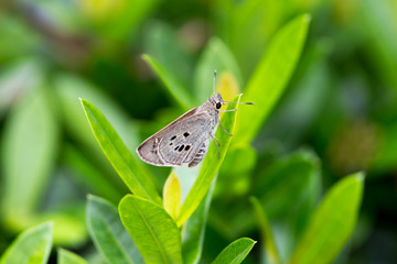Butterfly on the leaf in the garden