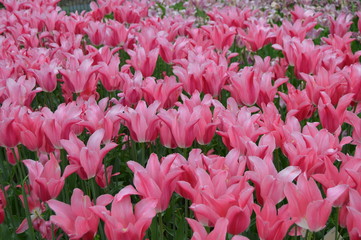 pink tulips