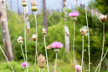 Thistle flowers 2