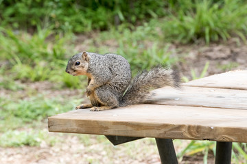 Squirrel on park table