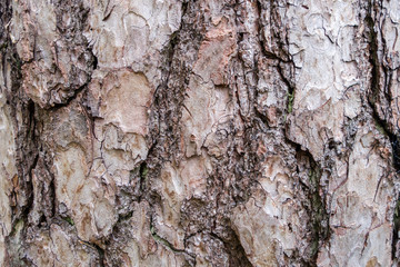 Tree bark texture background pattern