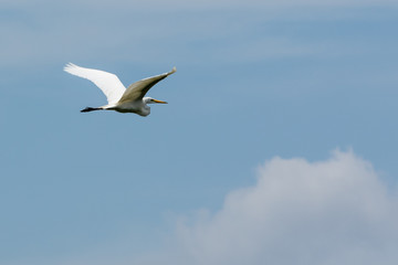 Fototapeta na wymiar Heron flying 4