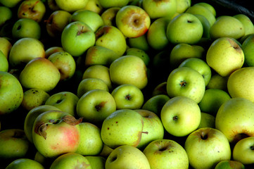 green apples in bin