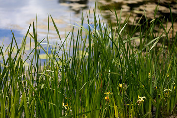 Plants on the shore of the pond. Summer. Botanical Garden