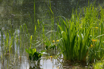 Plants on the shore of the pond. Summer. Botanical Garden