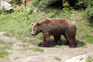 Obraz na płótnie Canvas Brown bear came out of its cave