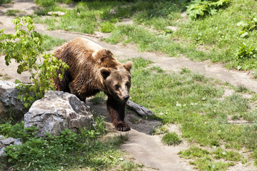 Obraz na płótnie Canvas Brown bear is walking through the forest
