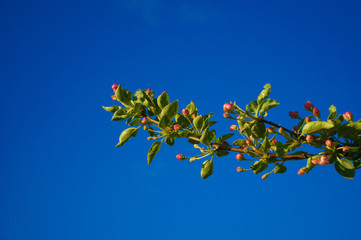 A green branch of a tree with small red buds against a blue sky. Background, backdrop or wallpaper.