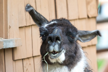 Llama close-up