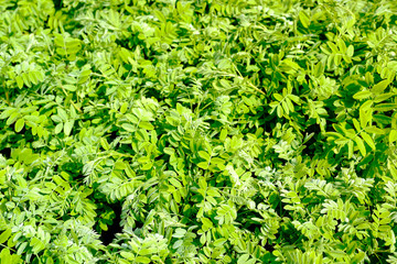 mature Common Sainfoin, Onobrychis, the background of green leaves