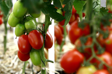 Fruticultura - Tomate