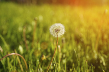 Colorful photo of a dandelion against a green meadow. Backdrop, background or beautiful wallpaper.