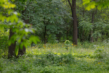 Forest glade, wild flowers, tall trees. Aegopódium podagrária © Artemiy