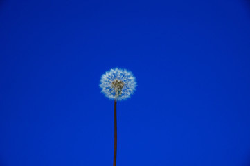Dandelion against the blue sky. Dandelion against the blue sky. Backdrop, background or wallpaper.