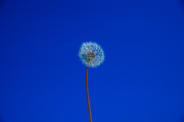 Dandelion against the blue sky.