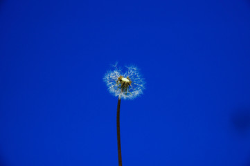 A color photo of a dandelion against a clear, clear blue sky. Backdrop, background or beautiful wallpaper.
