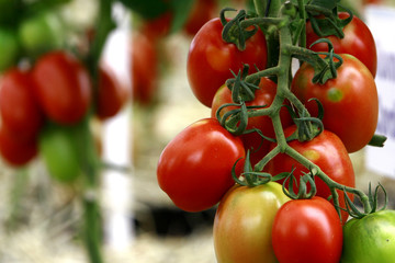 Fruticultura - Tomate