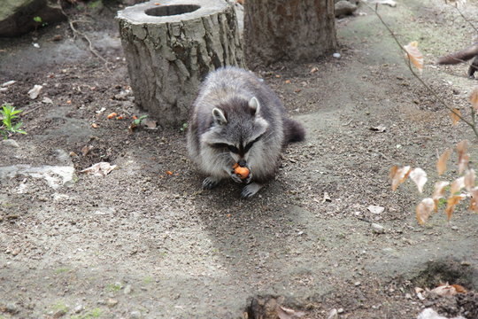 Waschb&auml;r