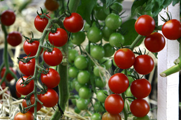 Fruticultura - Tomate